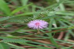 Mimosa pudica
